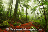 Illawara Flame Trees in Rainforest Photo - Gary Bell