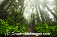 Rainforest track in mist Photo - Gary Bell