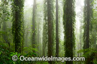 Dorrigo Rainforest in mist Photo - Gary Bell