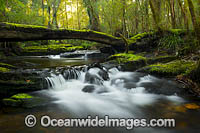 Rainforest Cascade New England Photo - Gary Bell