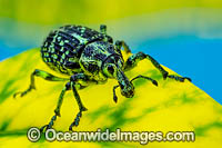 Botany Bay Diamond Weevil Photo - Gary Bell
