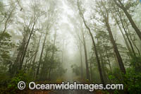 Eucalypt forest in mist Photo - Gary Bell
