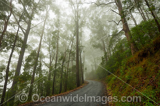 Eucalypt forest photo