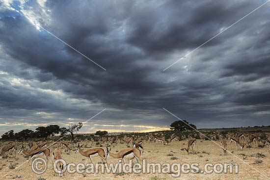 Springbok Botswana photo