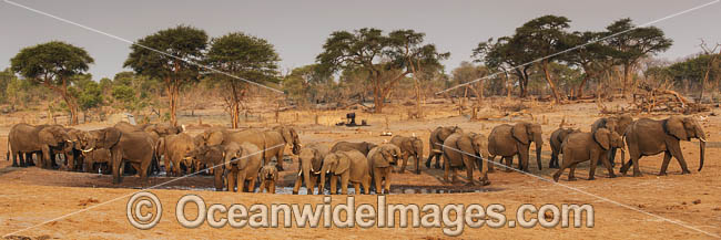 African Elephant Loxodonta africana photo