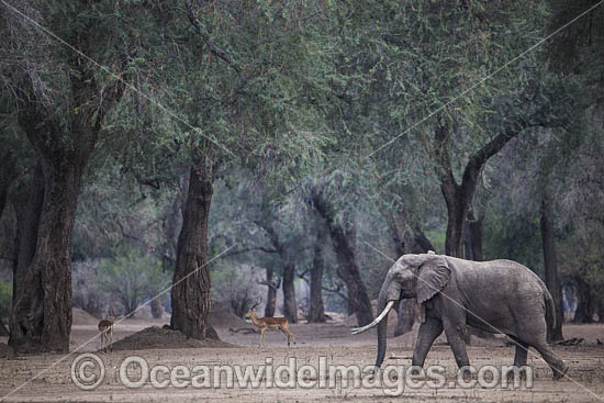 African Elephant Zimbabwe photo
