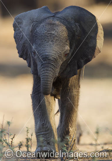 African Elephant calf suckling female photo
