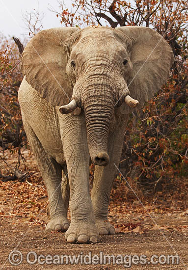African Elephant Damaraland Namibia photo