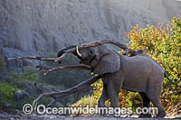 African Elephant Namibia Photo - Chris and Monique Fallows