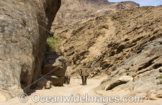 African Elephant Hoanib River Namibia photo