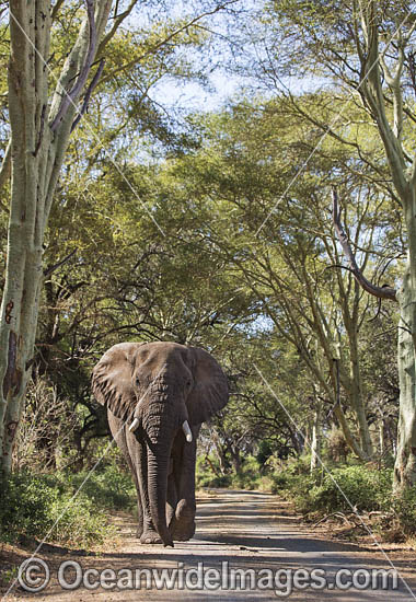 African Elephant Kruger National Park photo