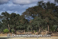 African Elephant bachelor herd Photo - Chris and Monique Fallows