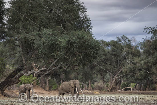 African Elephant bachelor herd photo