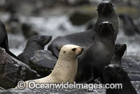 Leucistic Antarctic Fur Seal Photo - Chris and Monique Fallows