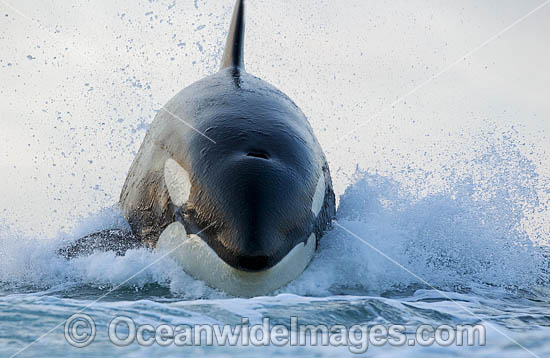 Orca hunting Dolphin photo