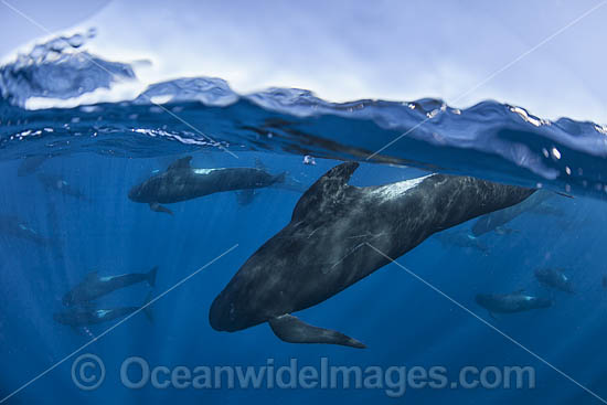 Short-finned Pilot Whale South Africa photo