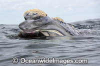 Southern Right Whale feeding Photo - Chris and Monique Fallows