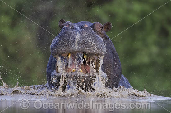 Hippopotamus Botswana photo