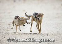 Jackal fighting at water hole Photo - Chris and Monique Fallows