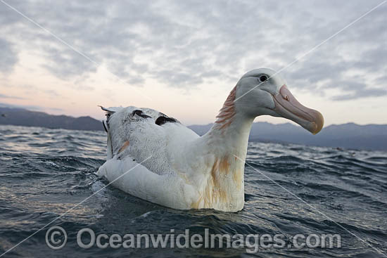 Wandering Albatross photo