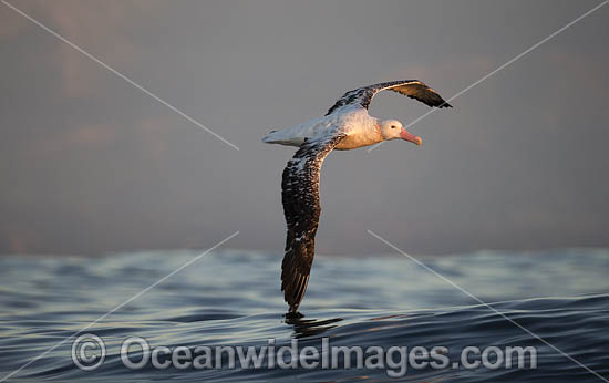 Wandering Albatross New Zealand photo