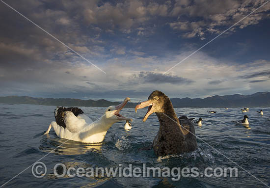 Wandering Albatross and Petrel photo