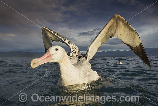 Wandering Albatross New Zealand photo