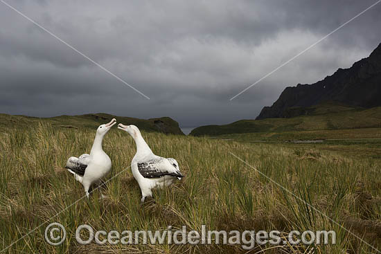 Wandering Albatross mating pair photo