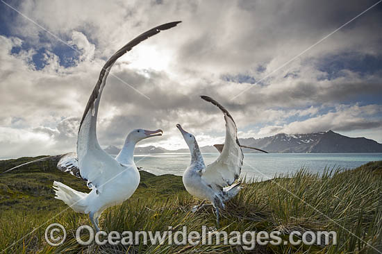 Wandering Albatross mating courtship display photo