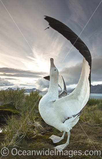 Wandering Albatross mating courtship display photo