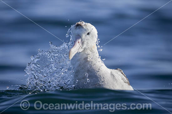 Gibsons Wandering Albatross photo