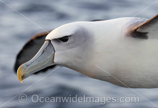 White Capped Albatross photo