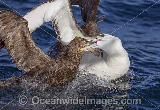 White Capped Albatross photo