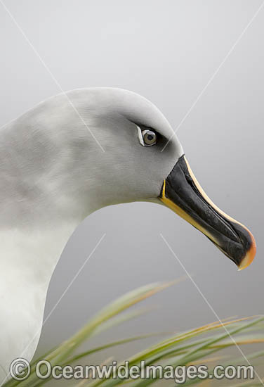 Grey-headed Albatross photo