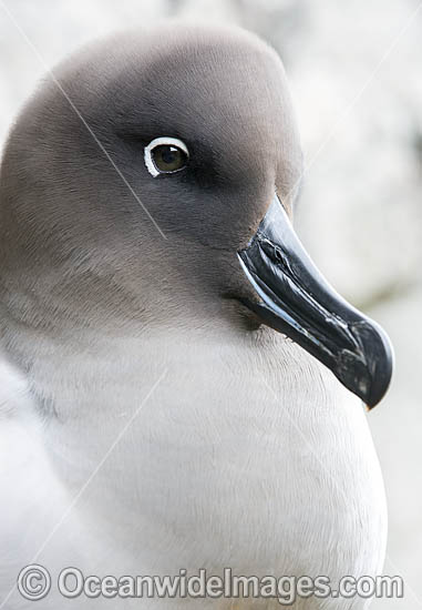 Light-mantled Albatross photo