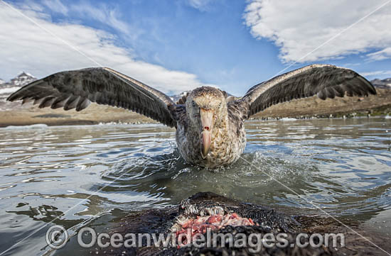 Giant Petrel feeding on seal carcass photo
