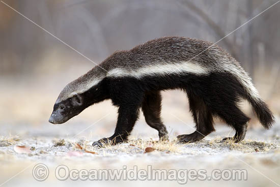 263 African Honey Badger Images, Stock Photos, 3D objects, & Vectors