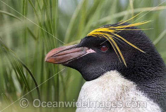 ears of a macaroni penguin