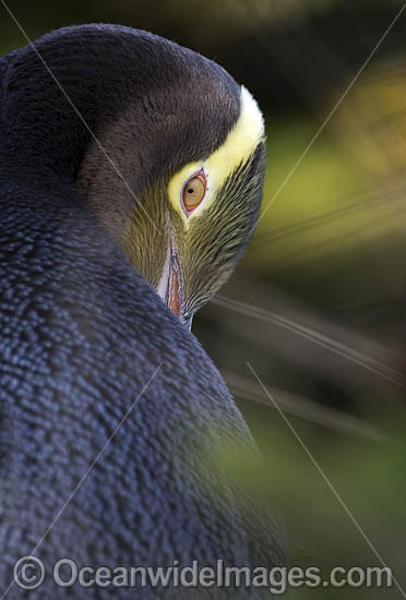 Yellow-eyed Penguin photo