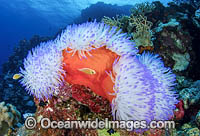 Bleached Anemone Great Barrier Reef Photo - Bob Halstead