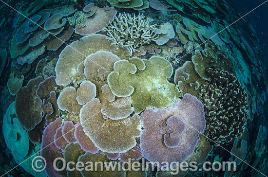 Bleached Coral Great Barrier Reef photo