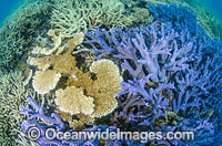 Great Barrier Reef Coral Photo - Bob Halstead
