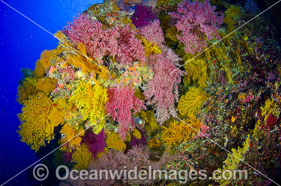 Soft Corals Great Barrier Reef photo