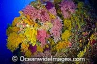 Soft Corals Great Barrier Reef Photo - Bob Halstead
