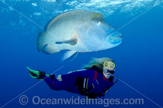 Scuba Diver with Napolean Wrasse photo