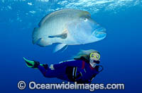 Scuba Diver with Napolean Wrasse Photo - Bob Halstead