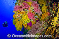 Scuba Diver and Soft Corals Photo - Bob Halstead