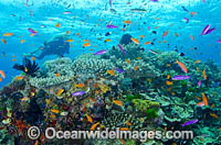 Scuba Diver and Coral reef Photo - Bob Halstead