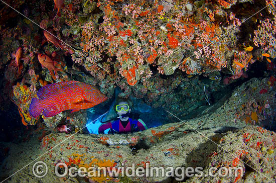 Scuba Diver with Coral Grouper photo