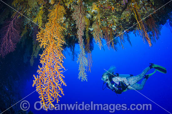 Scuba Diver and Soft Corals photo